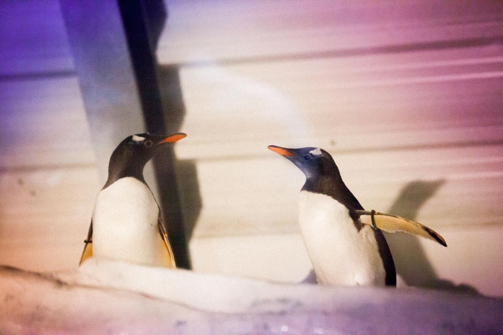 Pinguine im Sea Life Abenteuer Park